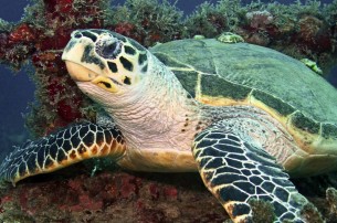 Loggerhead sea turtle