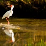 White ibis searching for fish along the shoreline of a mangrove estuary near Tampa Bay, Florida